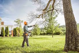 Best Fruit Tree Pruning  in Prosper, TX